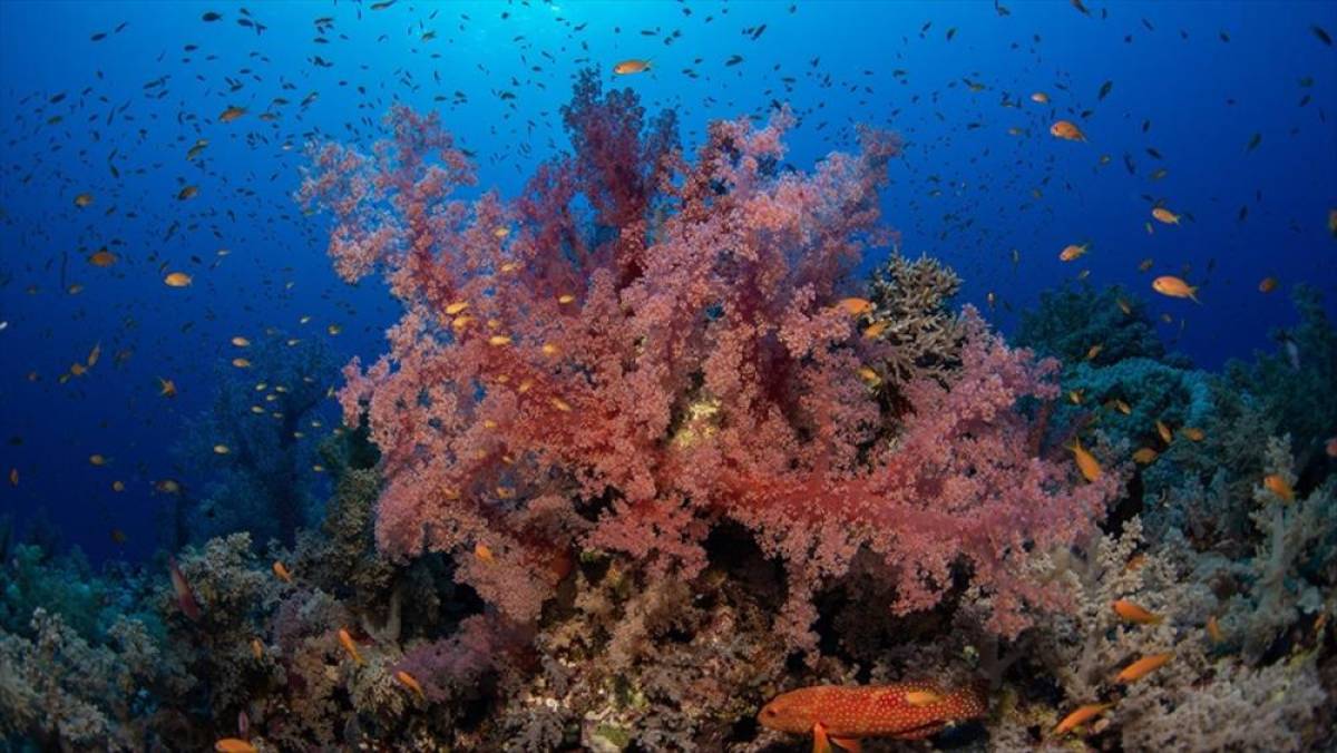 Okyanusların ısınması dünya çapında mercanların dördüncü kez ağarmasına sebep oldu