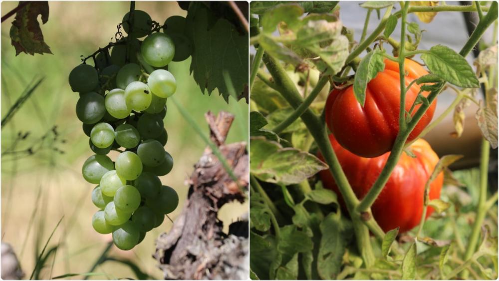 Safranbolu'nun coğrafi işaretli üzüm ve domatesinde hasat zamanı