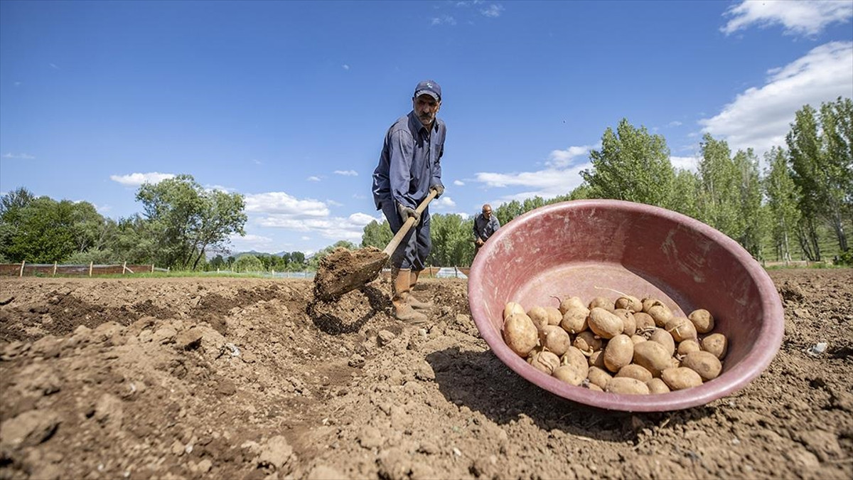Tunceli'de Patates Mevsimi Başladı: Ovacık ve Hozat'ta 80 Dekar Alana Patates Ekimi
